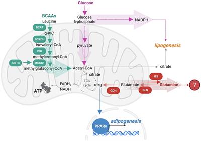 Weighing in on Adipogenesis